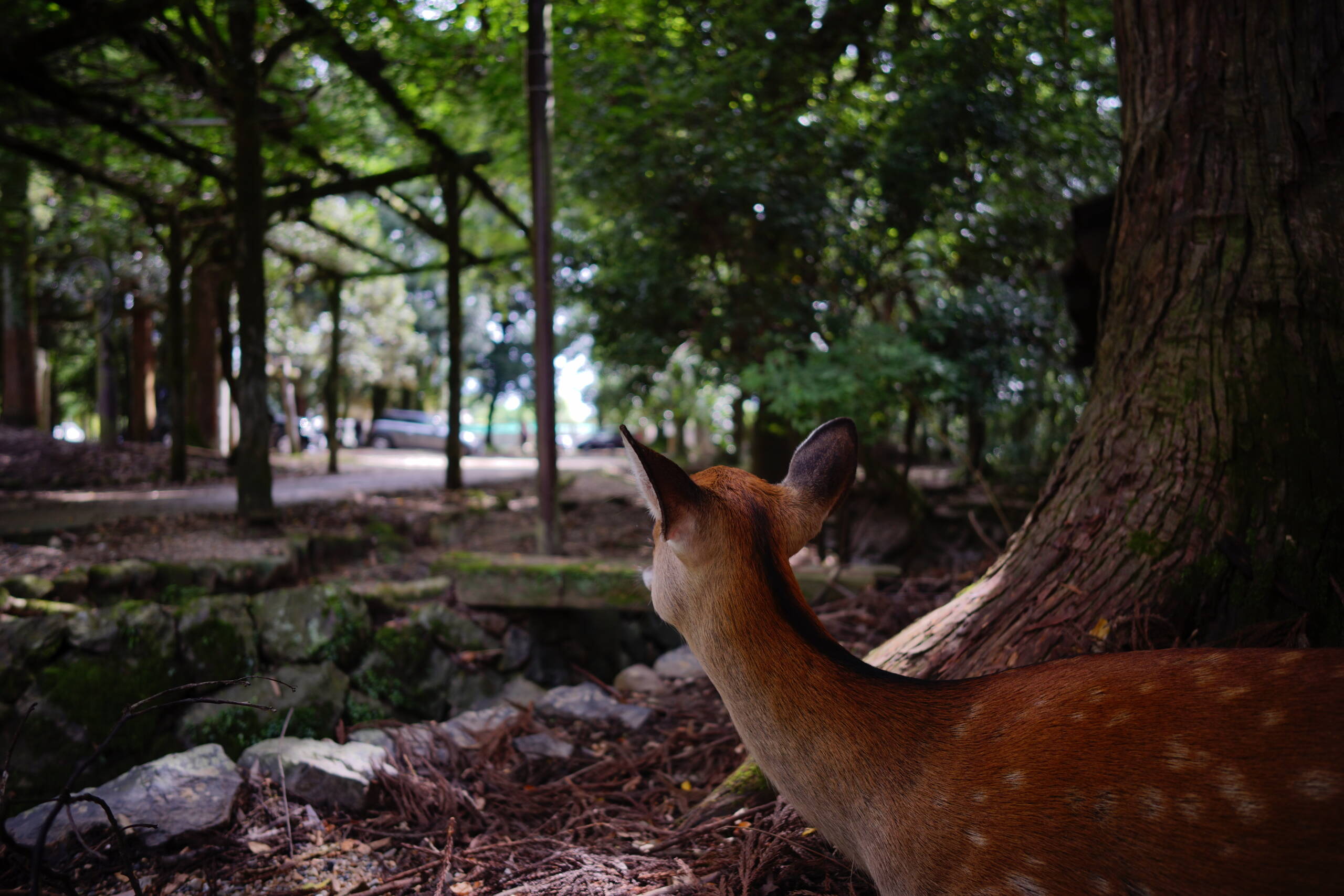 An image of Deer looking away.